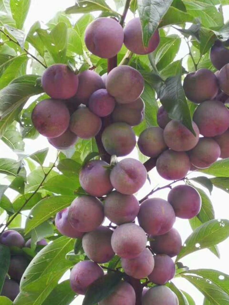 蜂糖李，五月脆，巴山脆，青脆李，脆红李，早熟晚熟品种。