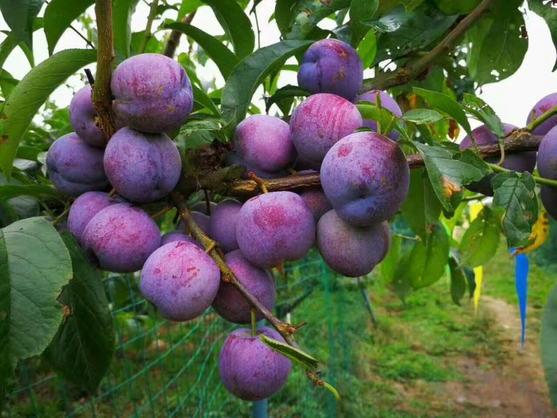 蜂糖李，五月脆，巴山脆，青脆李，脆红李，早熟晚熟品种。