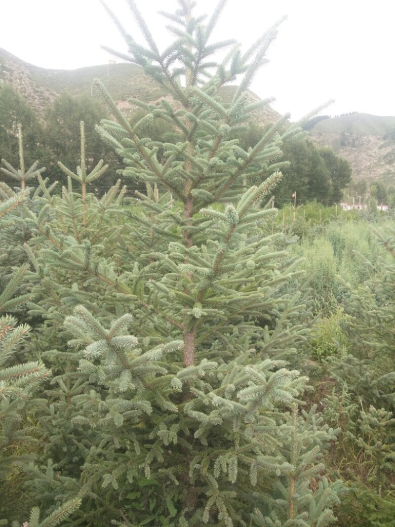 精品云杉（松树）