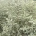 精品云杉（松树）