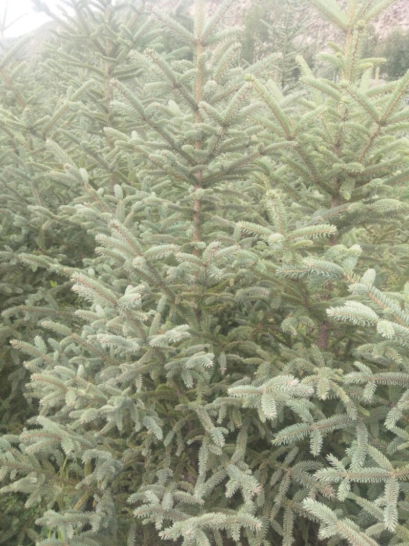 精品云杉（松树）