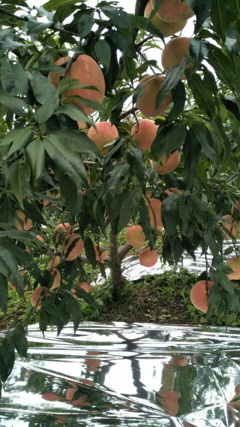大凉山盐源雪桃世纪桃脆甜预售。