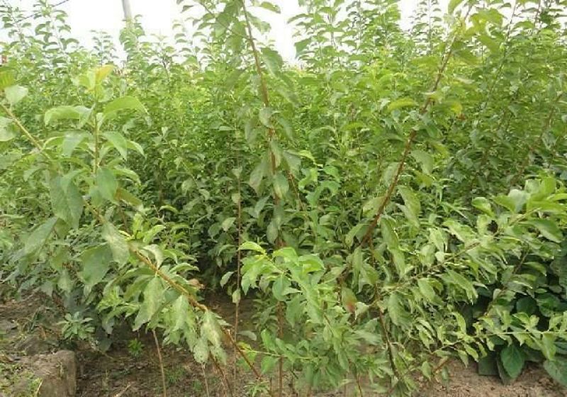 蜂糖李，五月脆，巴山脆，青脆李，脆红李，早熟晚熟品种。