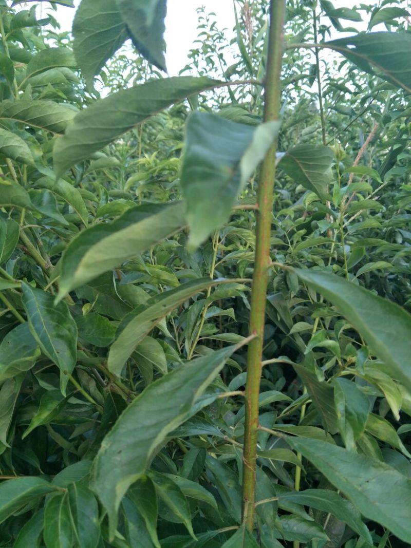 蜂糖李，五月脆，巴山脆，青脆李，脆红李，早熟晚熟品种。