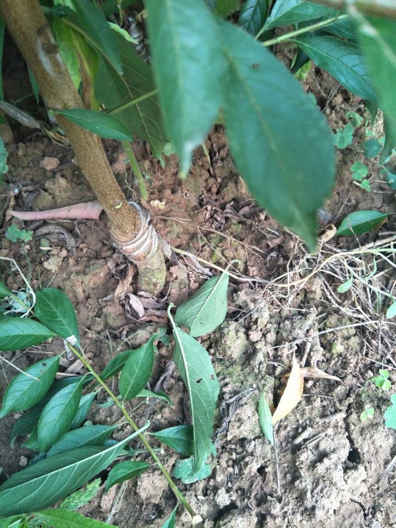 蜂糖李，五月脆，巴山脆，青脆李，脆红李，早熟晚熟品种。