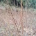 蜂糖李，五月脆，巴山脆，青脆李，脆红李，早熟晚熟品种。