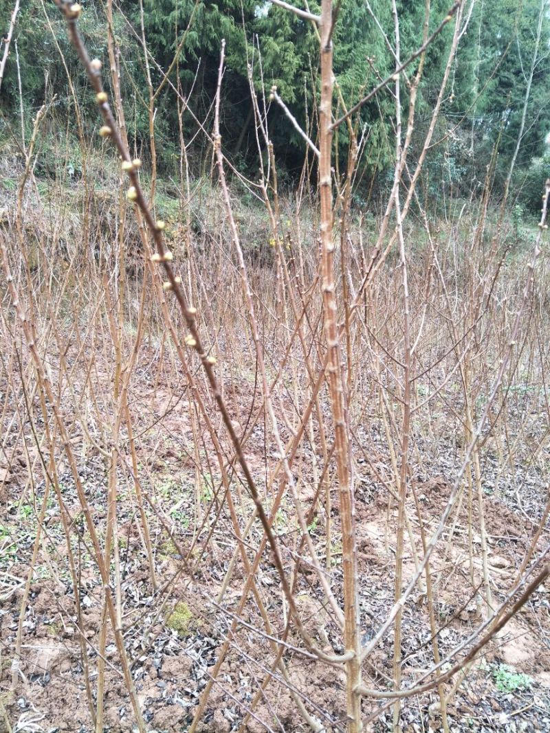 蜂糖李，五月脆，巴山脆，青脆李，脆红李，早熟晚熟品种。