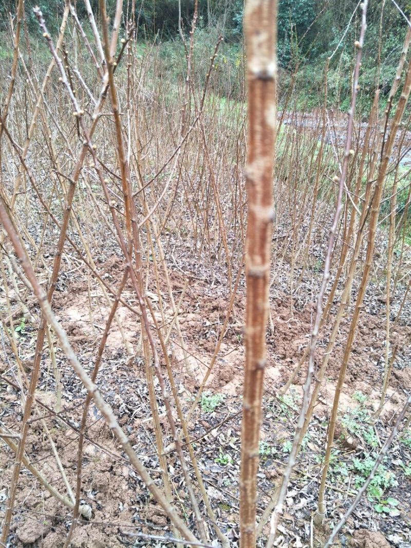 蜂糖李，五月脆，巴山脆，青脆李，脆红李，早熟晚熟品种。