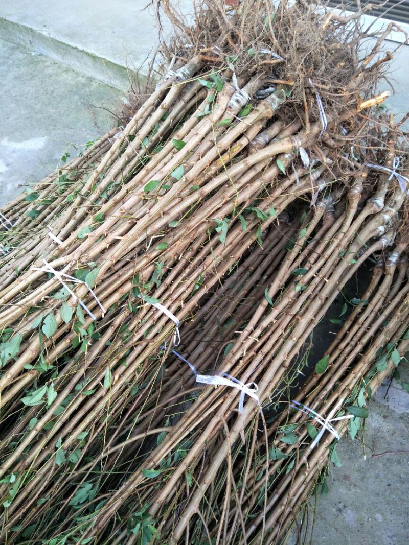 蜂糖李，五月脆，巴山脆，青脆李，脆红李，早熟晚熟品种。