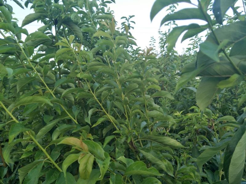 蜂糖李，五月脆，巴山脆，青脆李，脆红李，早熟晚熟品种。