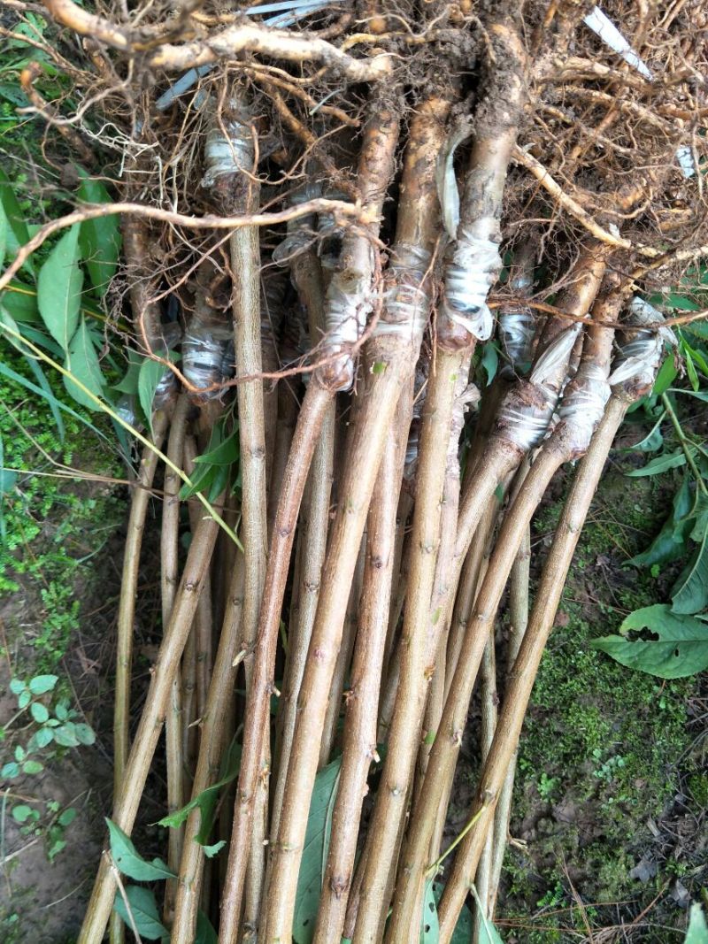 蜂糖李，五月脆，巴山脆，青脆李，脆红李，早熟晚熟品种。