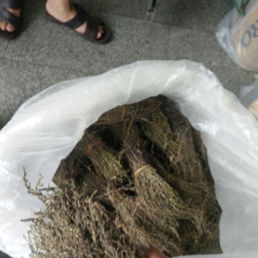 独脚金