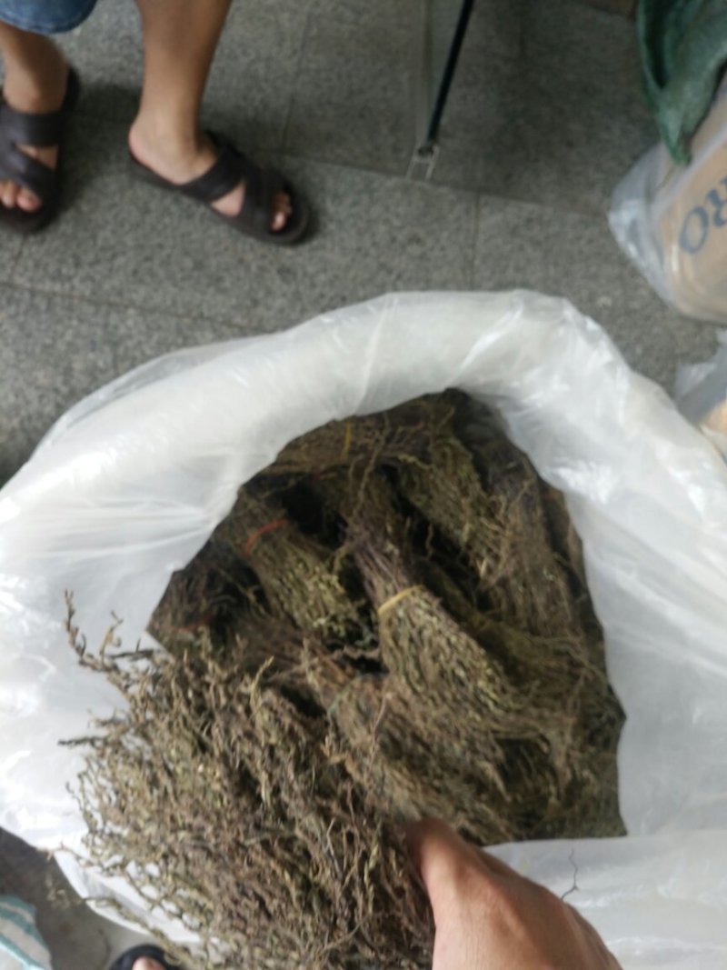 独脚金