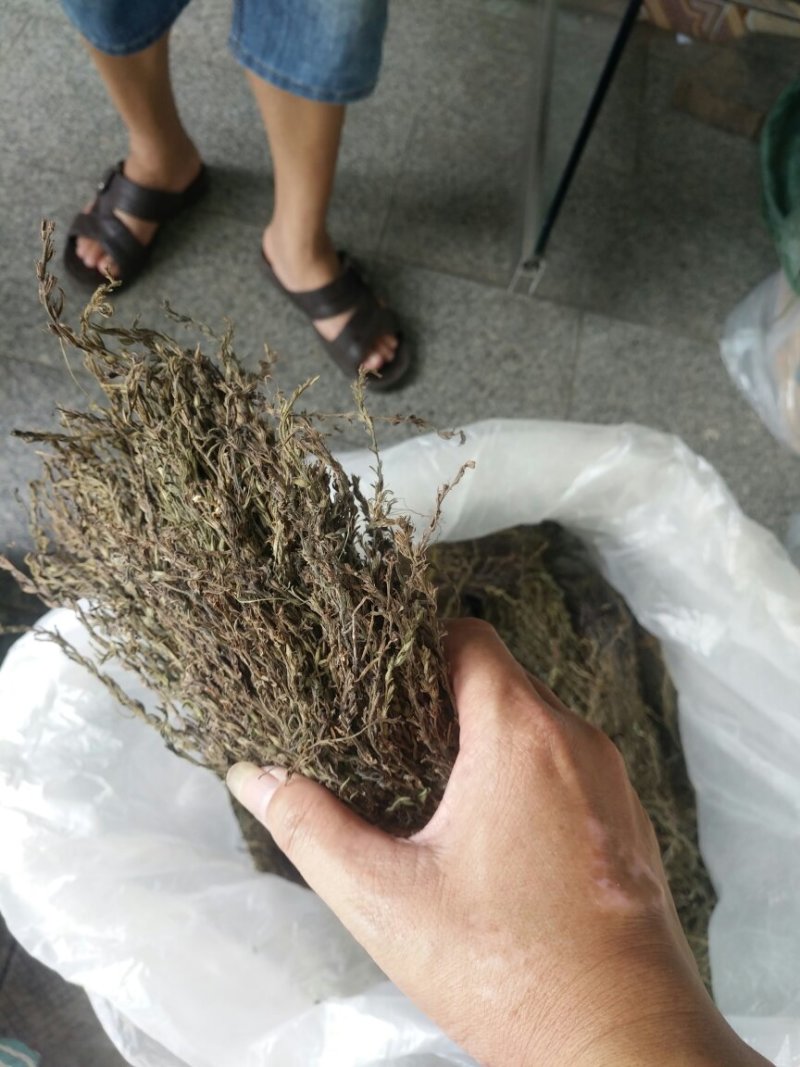 独脚金