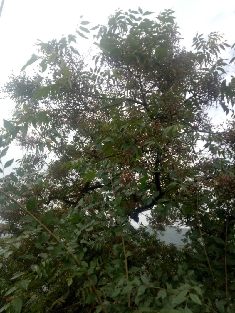 黄连木种子，生长在太行山脚下是我们这自身自长的东西