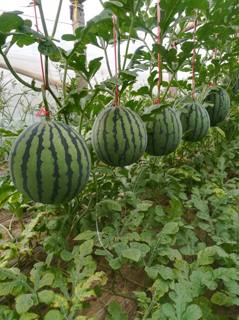 小凤西瓜