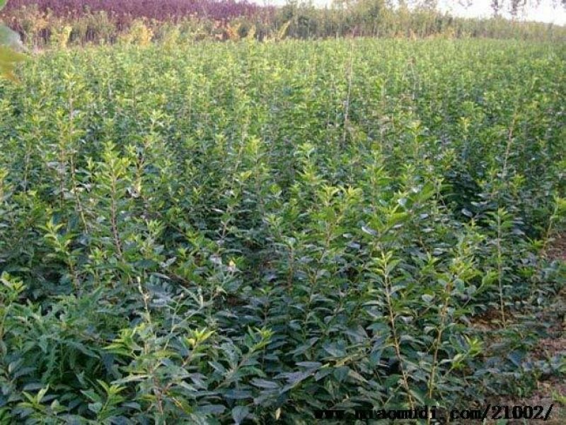 连翘苗庭院盆栽黄老虎苗观赏青翘黄花条连翘苗木果树