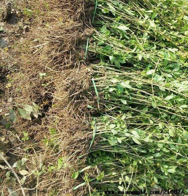 连翘苗庭院盆栽黄老虎苗观赏青翘黄花条连翘苗木果树