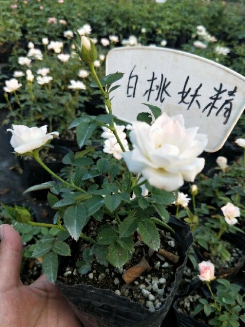 藤本月季