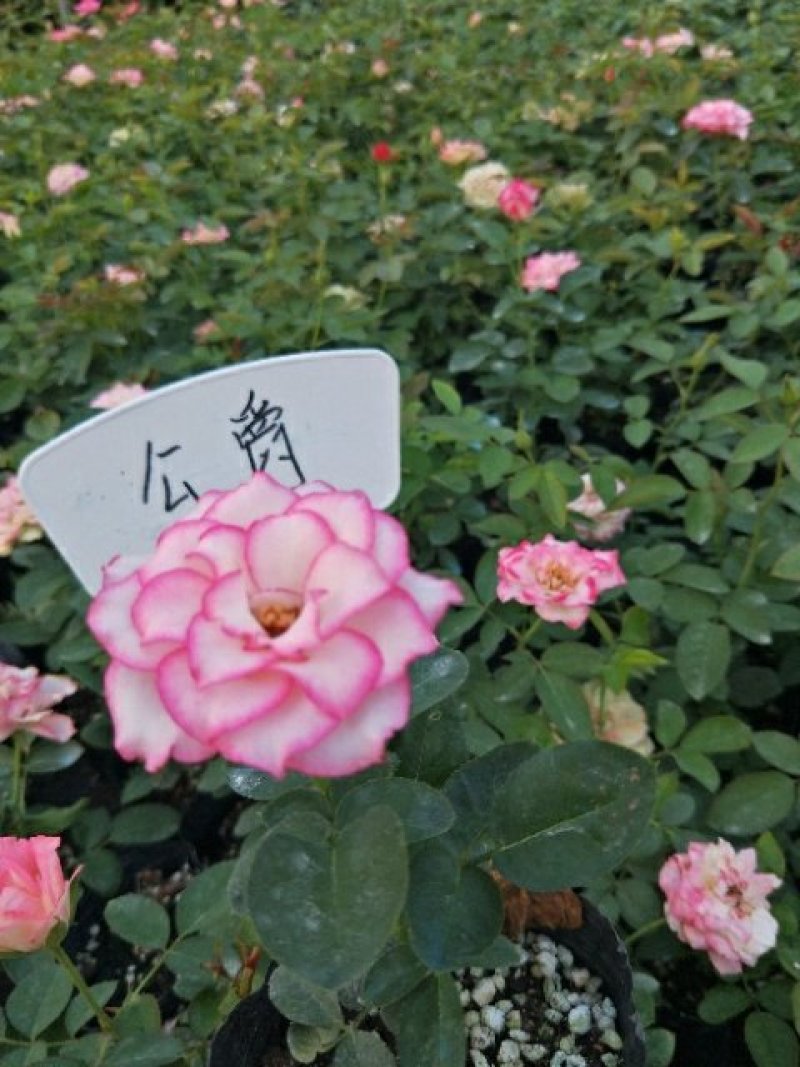 藤本月季