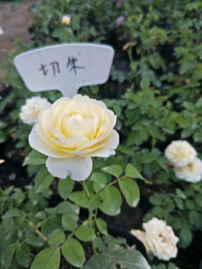 藤本月季