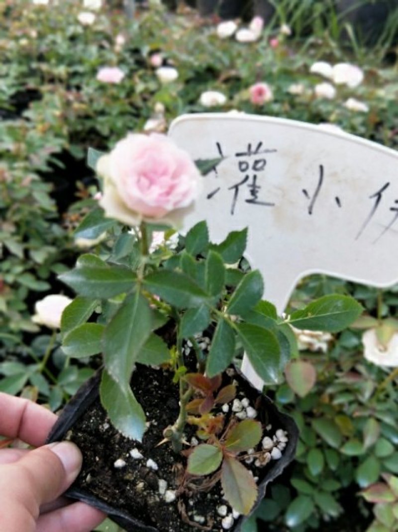 藤本月季