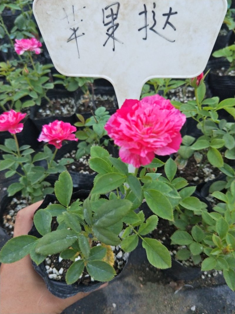 藤本月季