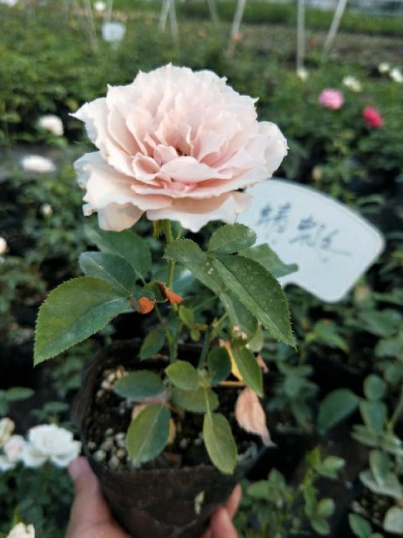 藤本月季