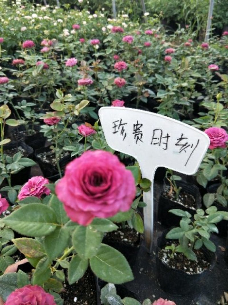 藤本月季