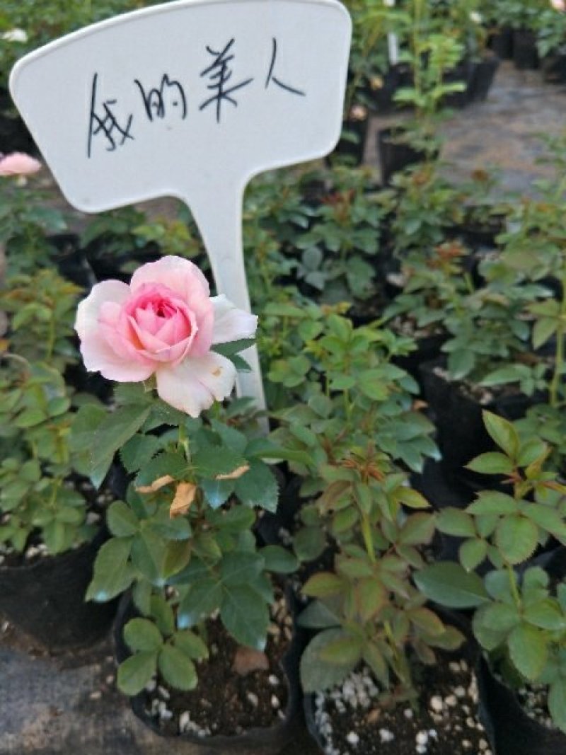 藤本月季