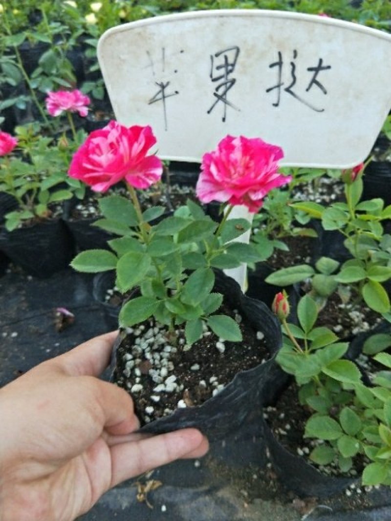 藤本月季