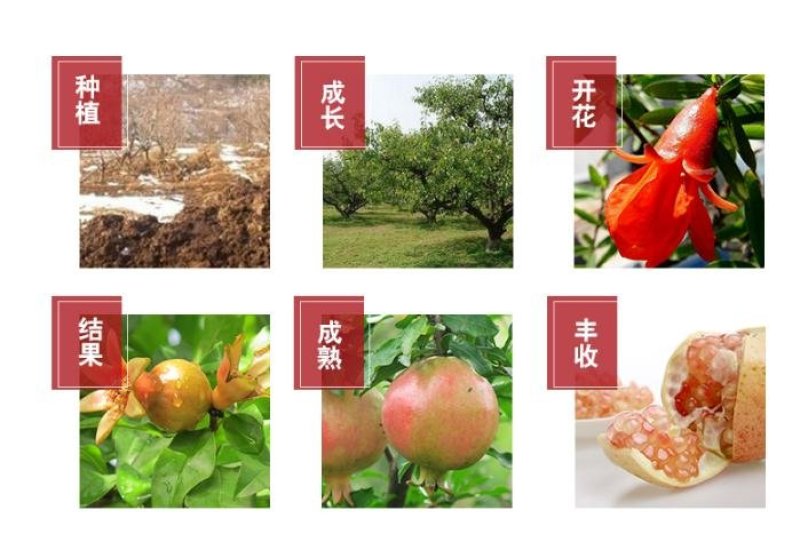 怀远玉石籽山上的石榴薄皮多汁甜度高3斤包邮