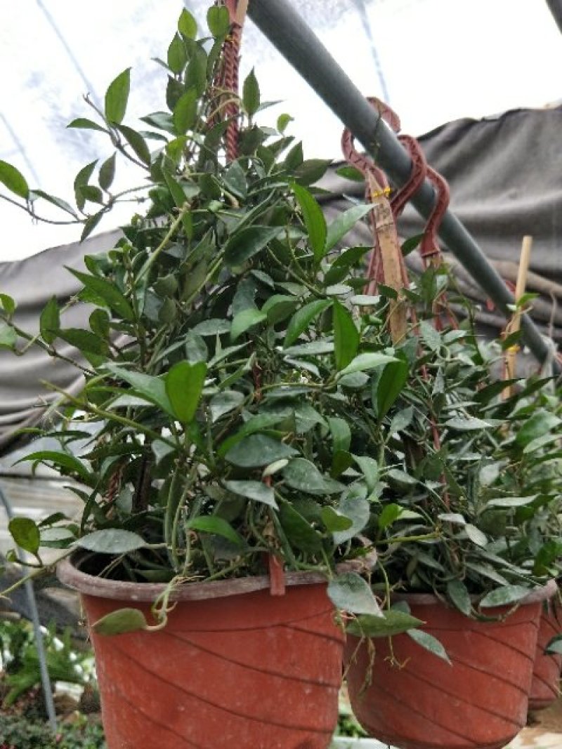 原盆原土发货球兰如图开花植物四季常青