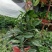 原盆原土发货球兰如图开花植物四季常青