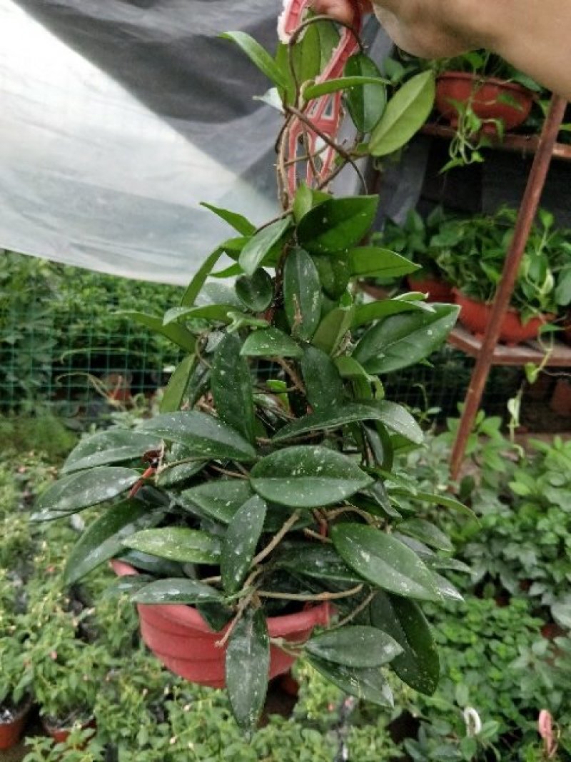 原盆原土发货球兰如图开花植物四季常青