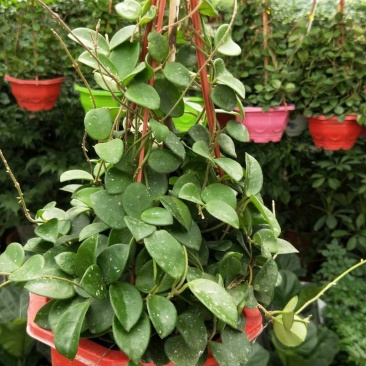 原盆原土发货球兰如图开花植物四季常青