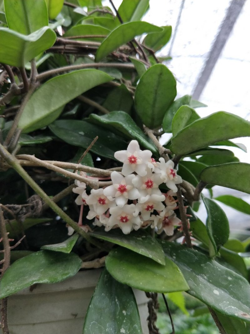 原盆原土发货球兰如图开花植物四季常青