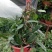 原盆原土发货球兰如图开花植物四季常青