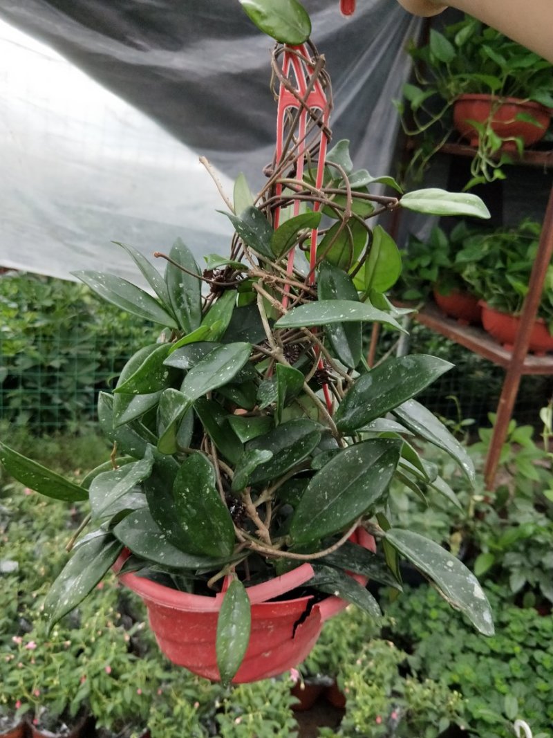 原盆原土发货球兰如图开花植物四季常青