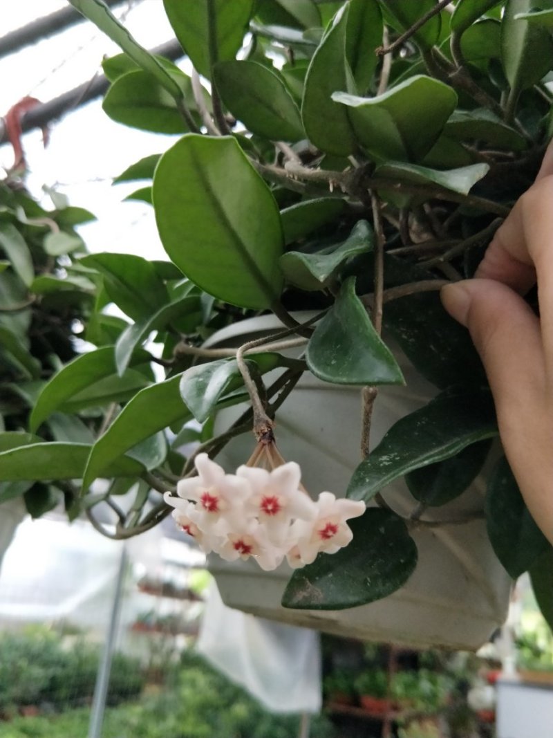 原盆原土发货球兰如图开花植物四季常青