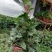原盆原土发货球兰如图开花植物四季常青