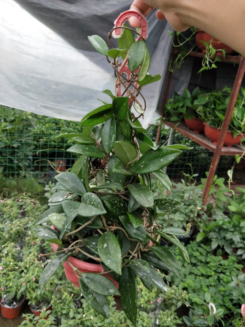 原盆原土发货球兰如图开花植物四季常青