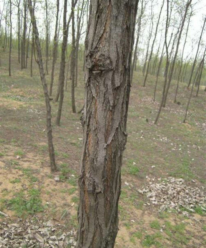 大量出售刺槐洋槐香花槐行道树绿化树大树小苗工