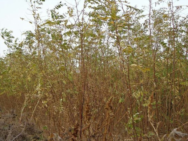 大量出售刺槐洋槐香花槐行道树绿化树大树小苗工