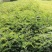 大量出售刺槐洋槐香花槐行道树绿化树大树小苗工