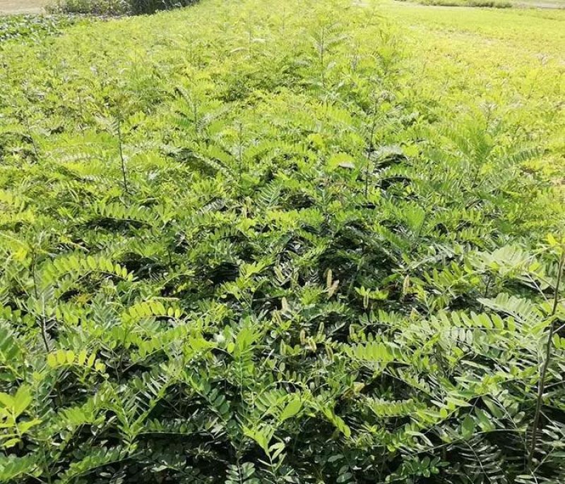 大量出售刺槐洋槐香花槐行道树绿化树大树小苗工