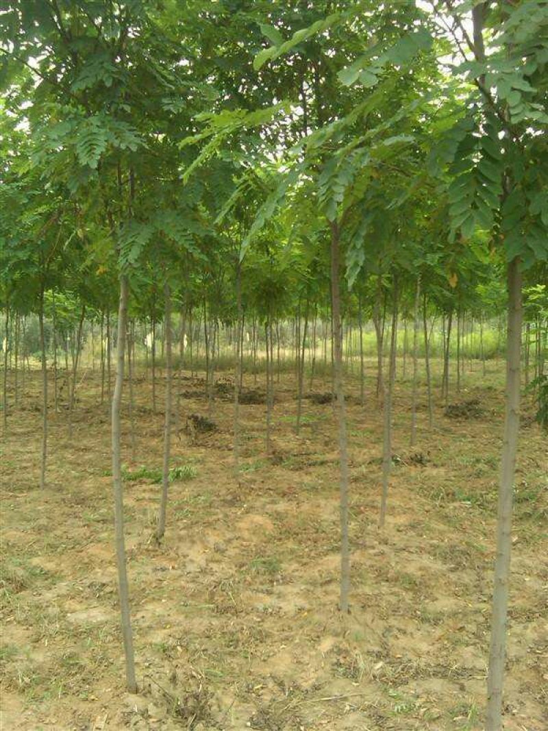 大量出售刺槐洋槐香花槐行道树绿化树大树小苗工