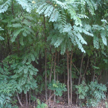 大量出售刺槐洋槐香花槐行道树绿化树大树小苗工