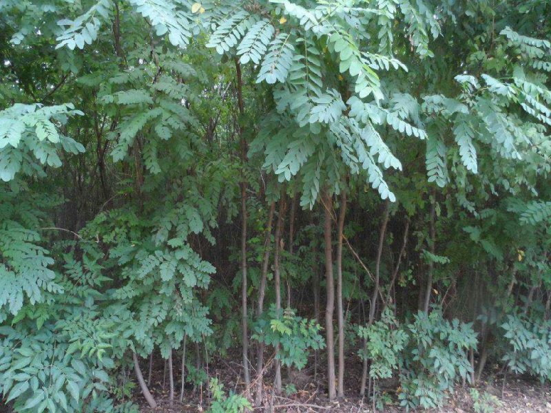大量出售刺槐洋槐香花槐行道树绿化树大树小苗工