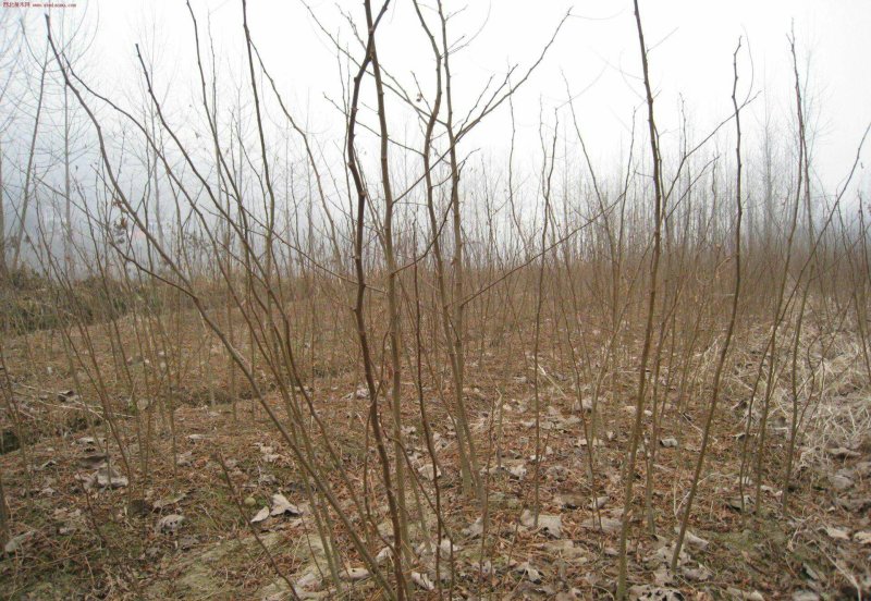 大量出售刺槐洋槐香花槐行道树绿化树大树小苗工